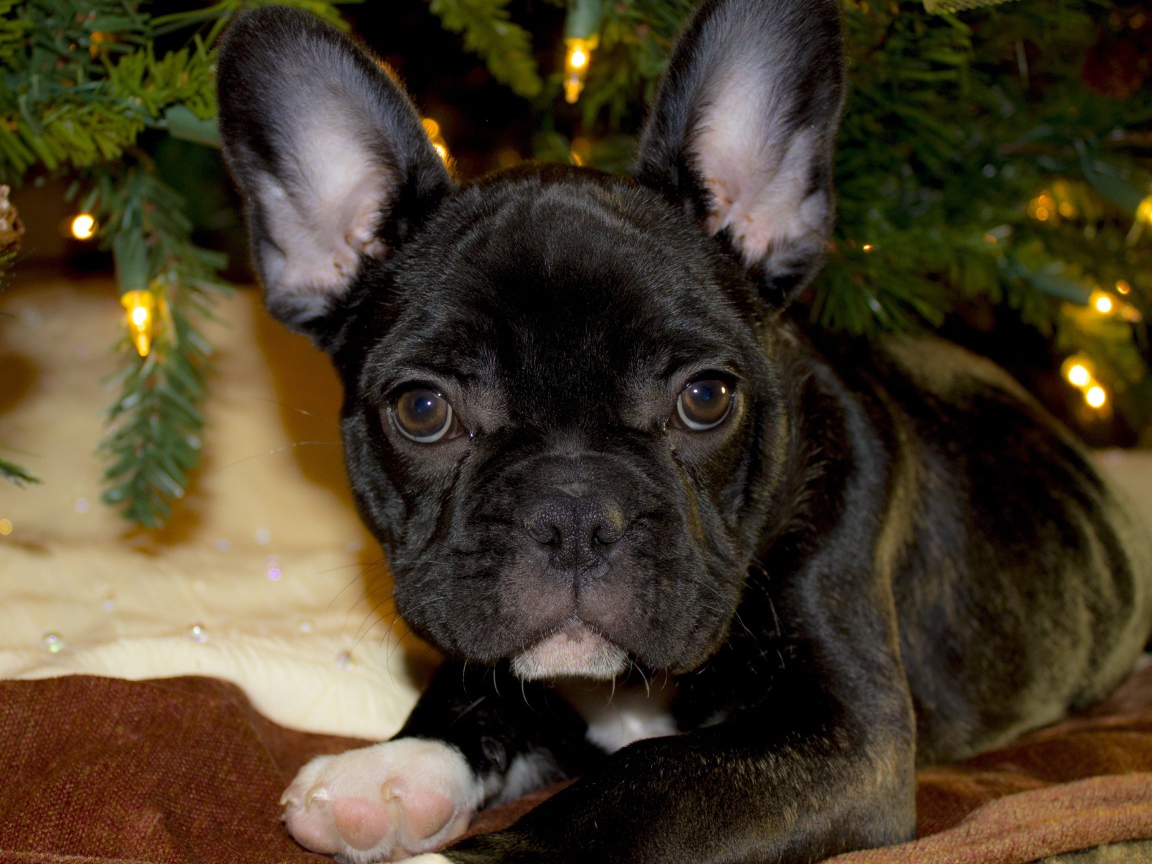 Маленький черный французский бульдог лежит под елкой