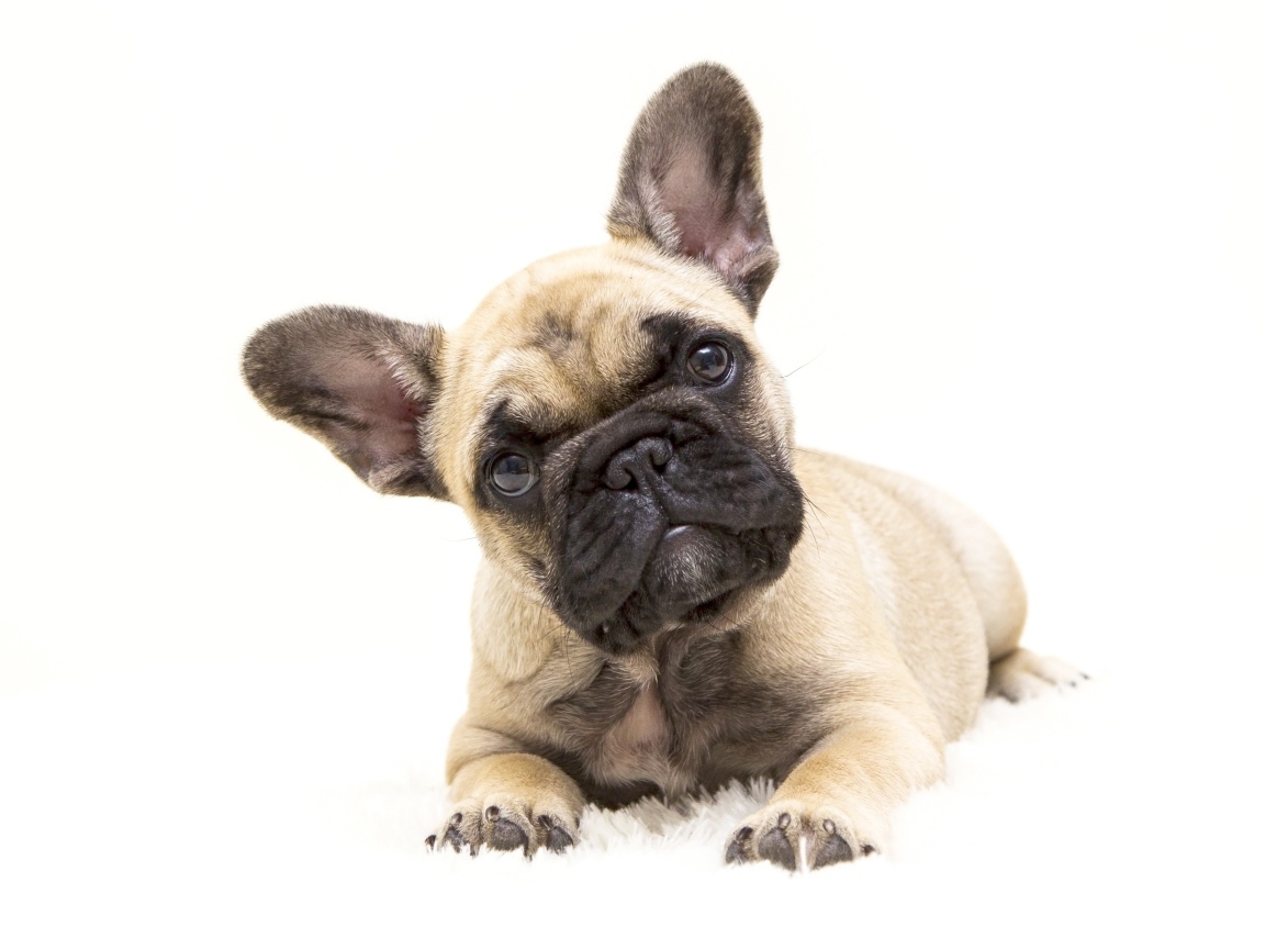 Маленький щенок французского бульдога на белом фоне