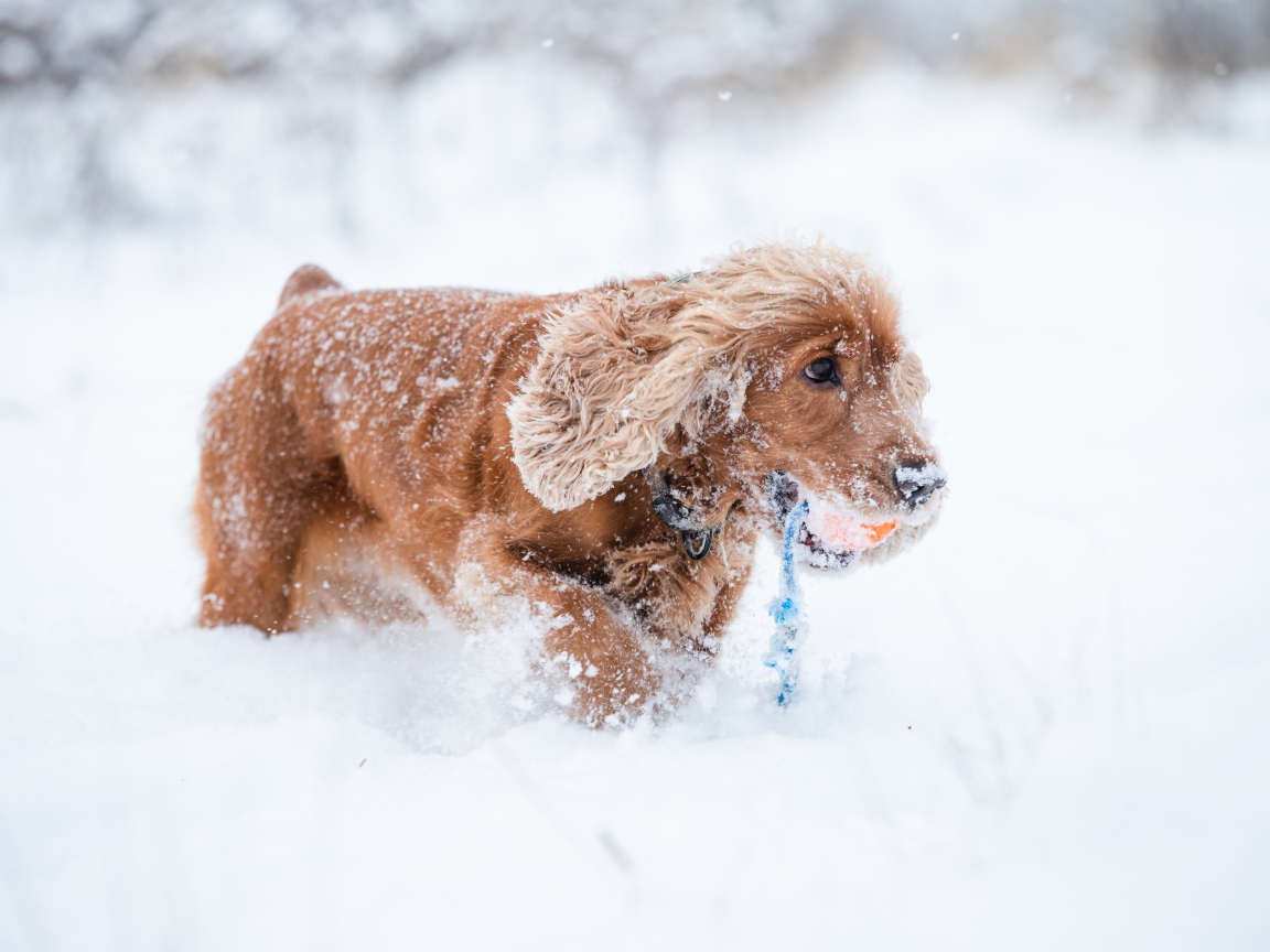 Спаниель идет по холодному снегу