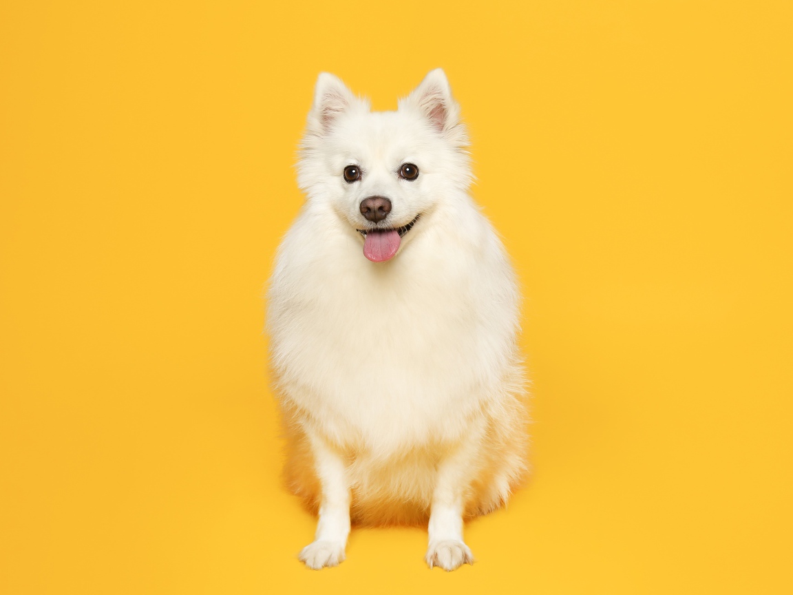 Белый пушистый шпиц на желтом фоне 