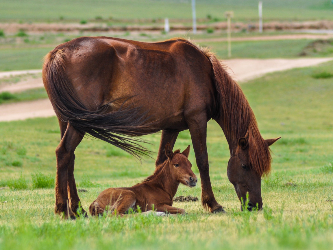 Коричневая лошадь с жеребенком на поле с зеленой травой