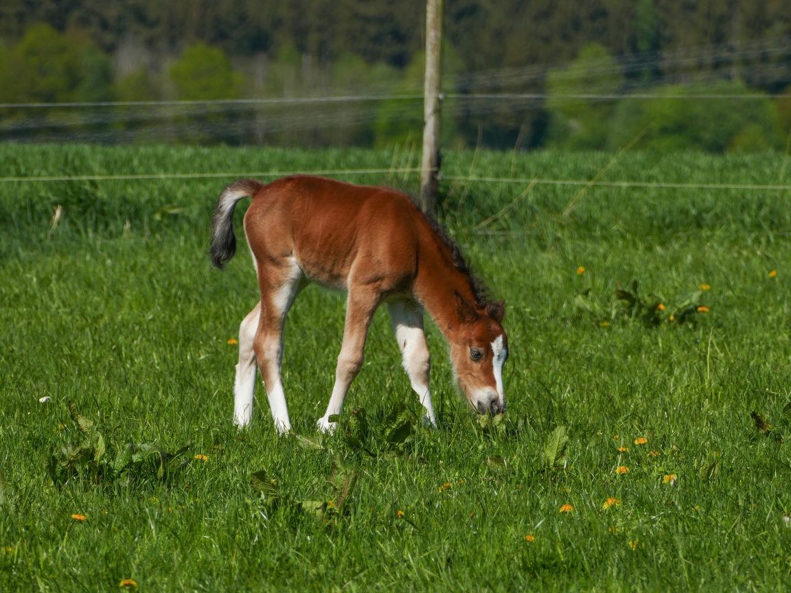 Маленький жеребенок пасется на зеленой траве 