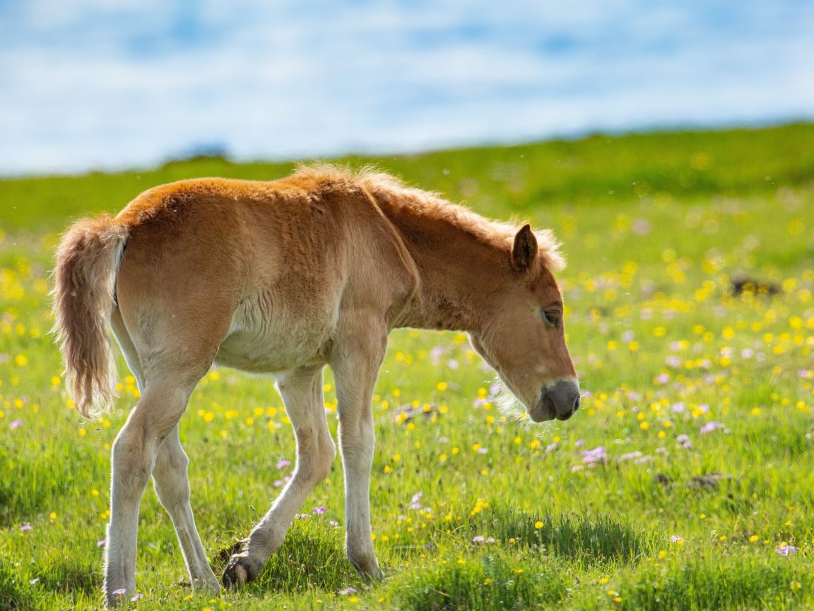 Маленький жеребенок идет по зеленой траве 