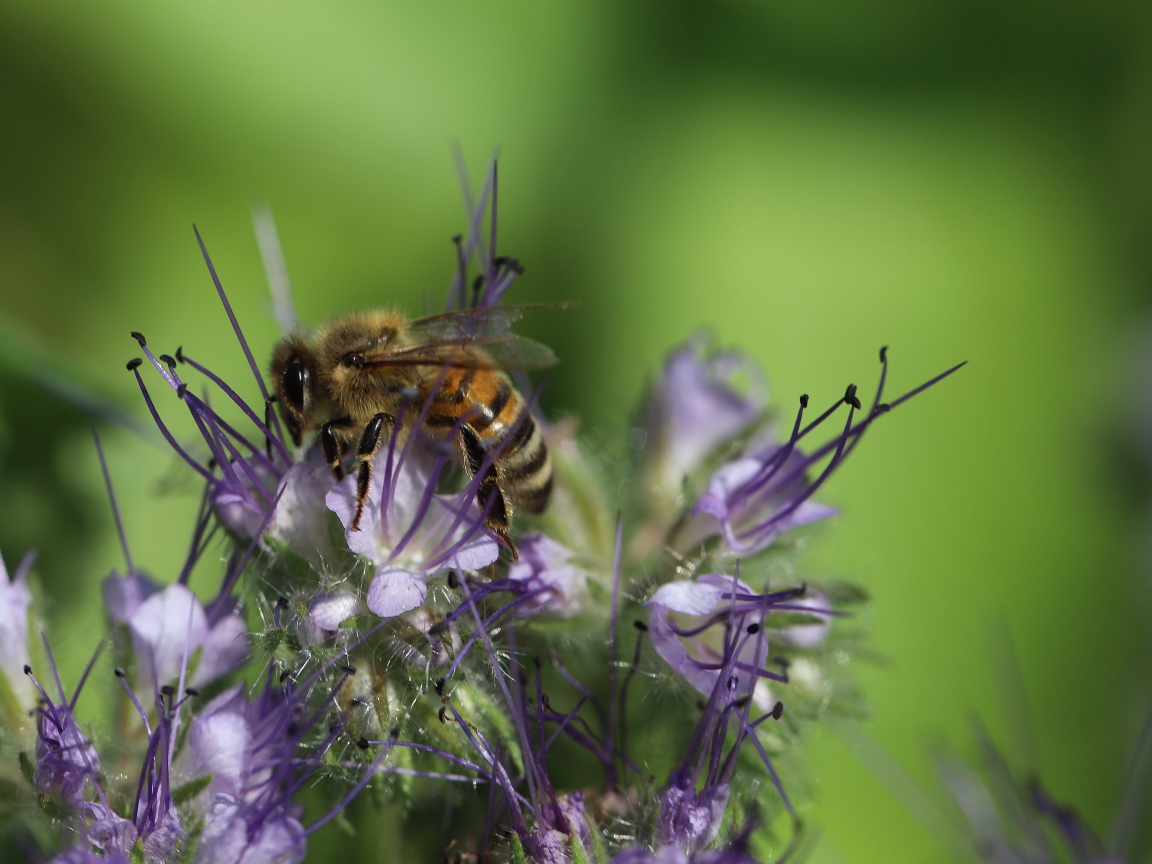 Пчела сидит на фиолетовом цветке на зеленом фоне