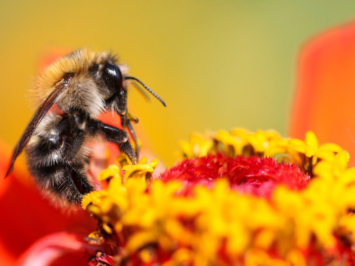 Пчела сидит на цветке циннии 