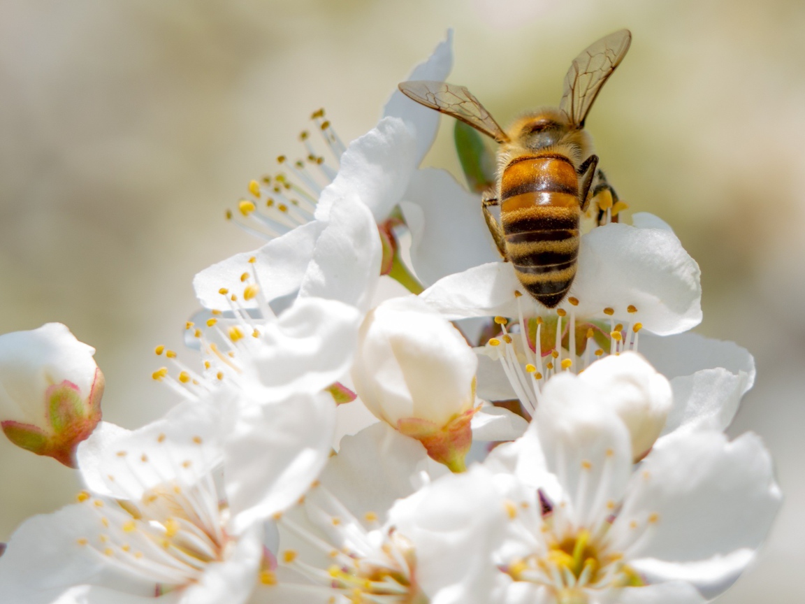 Пчела собирает нектар на цветах вишни 
