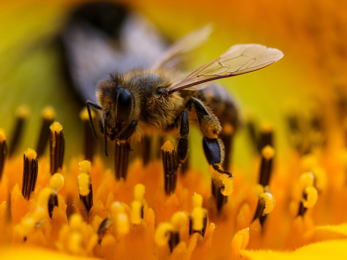 Большая пчела на цветке подсолнуха крупным планом 