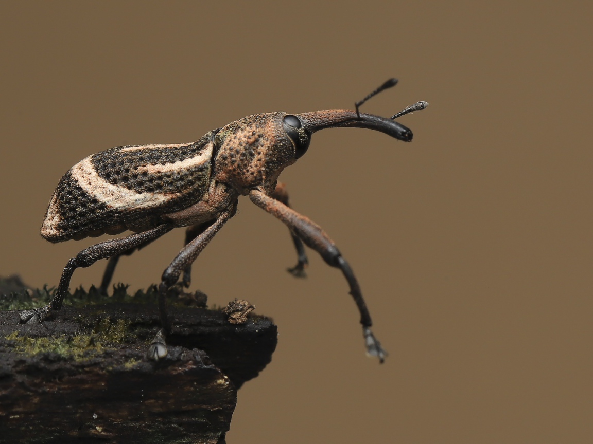 Большой жук долгоносик крупным планом