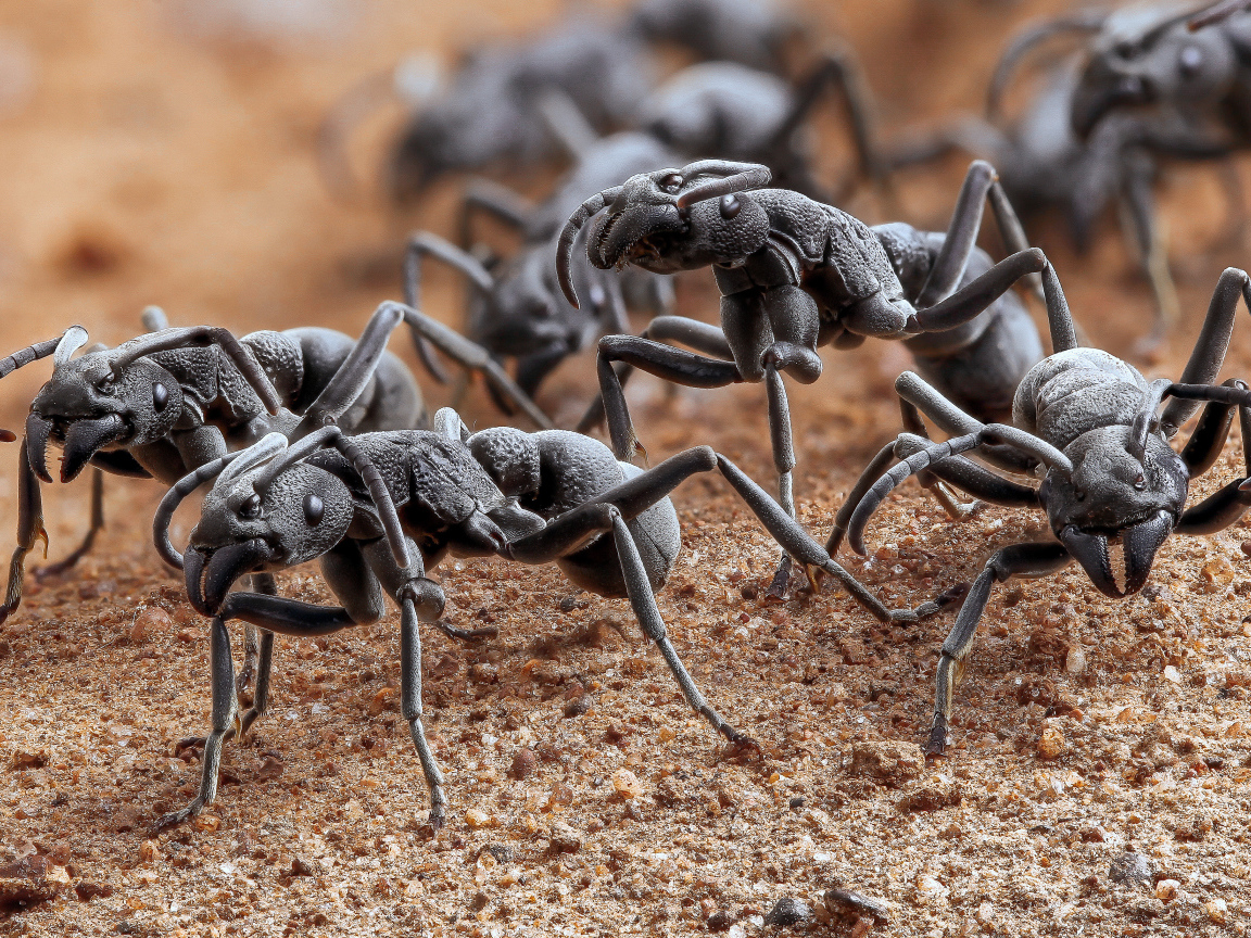 Большие черные муравьи крупным планом