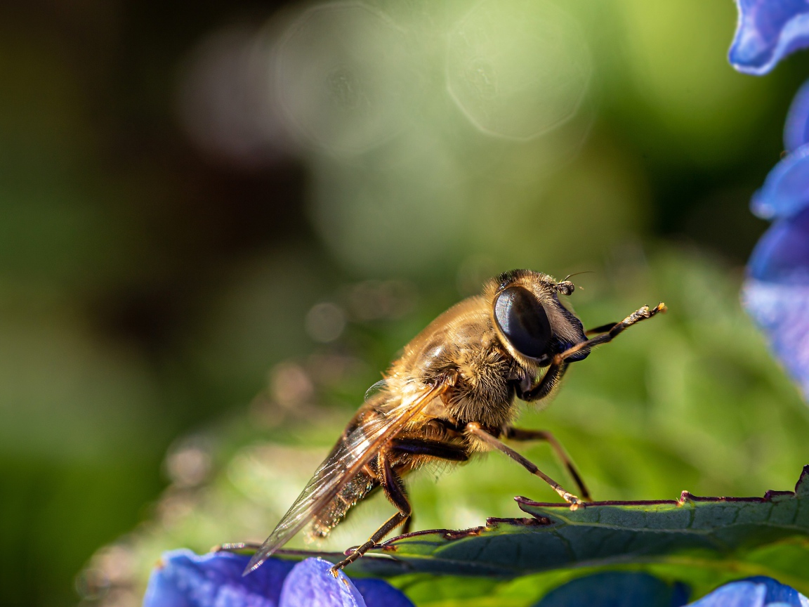 Большая цикада сидит на листе 