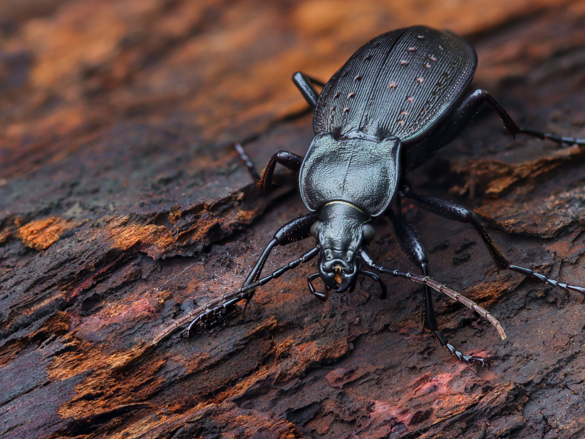 Черный жук жужелица сидит на трухлявом дереве