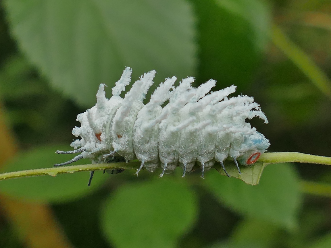 Голубая необычная гусеница