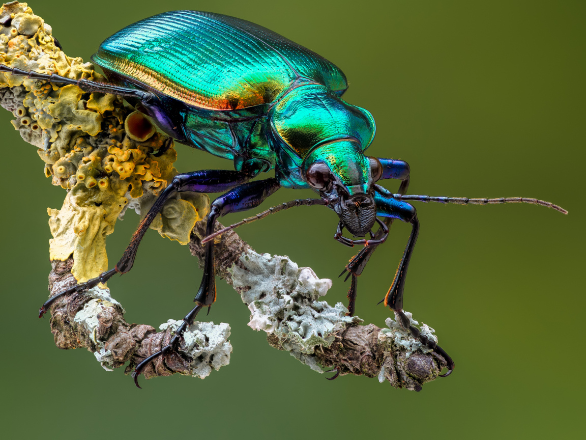 Яркий жук Красотел на ветке крупным планом