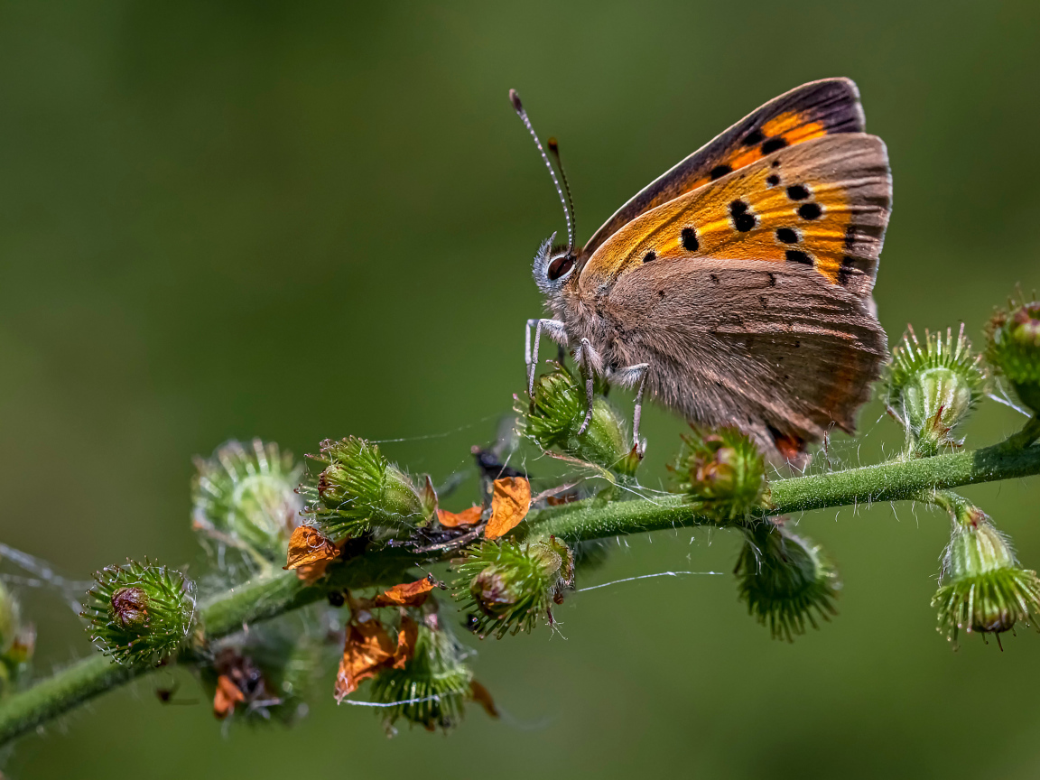 Коричневая бабочка сидит на колючем растении