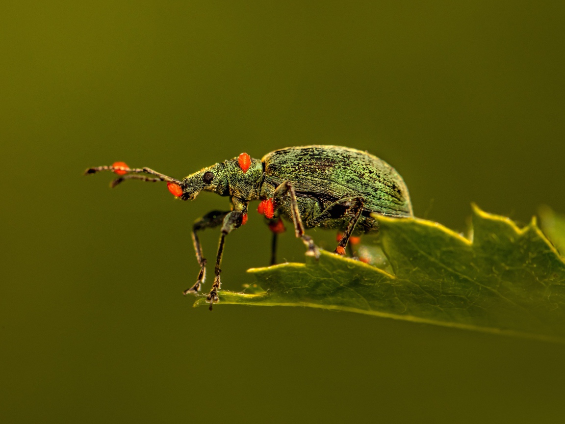 Зеленый жук сидит на листе
