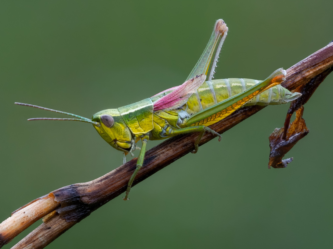 Зеленый кузнечик сидит на лозе винограда