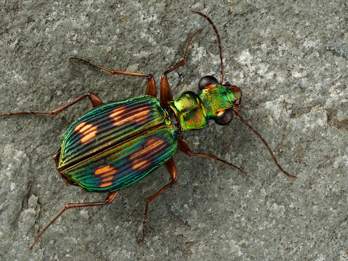 Большой бронзовый жук на серой стене 