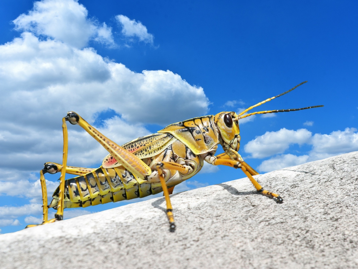 Большой кузнечик на камне на фоне голубого неба 