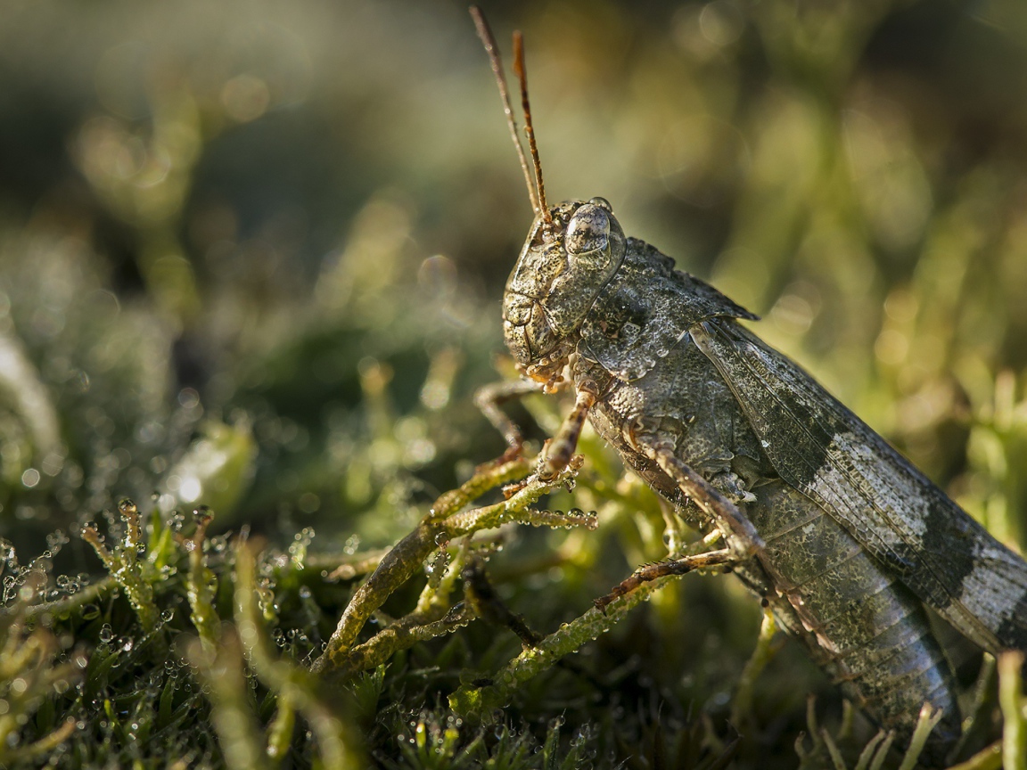 Большая зеленая саранча крупным планом