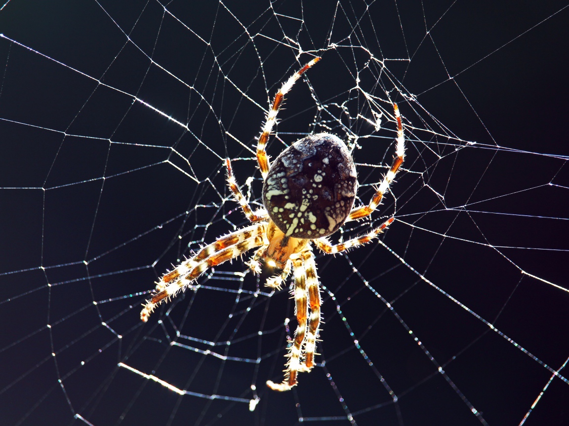 Большой паук на паутине на черном фоне крупным планом 