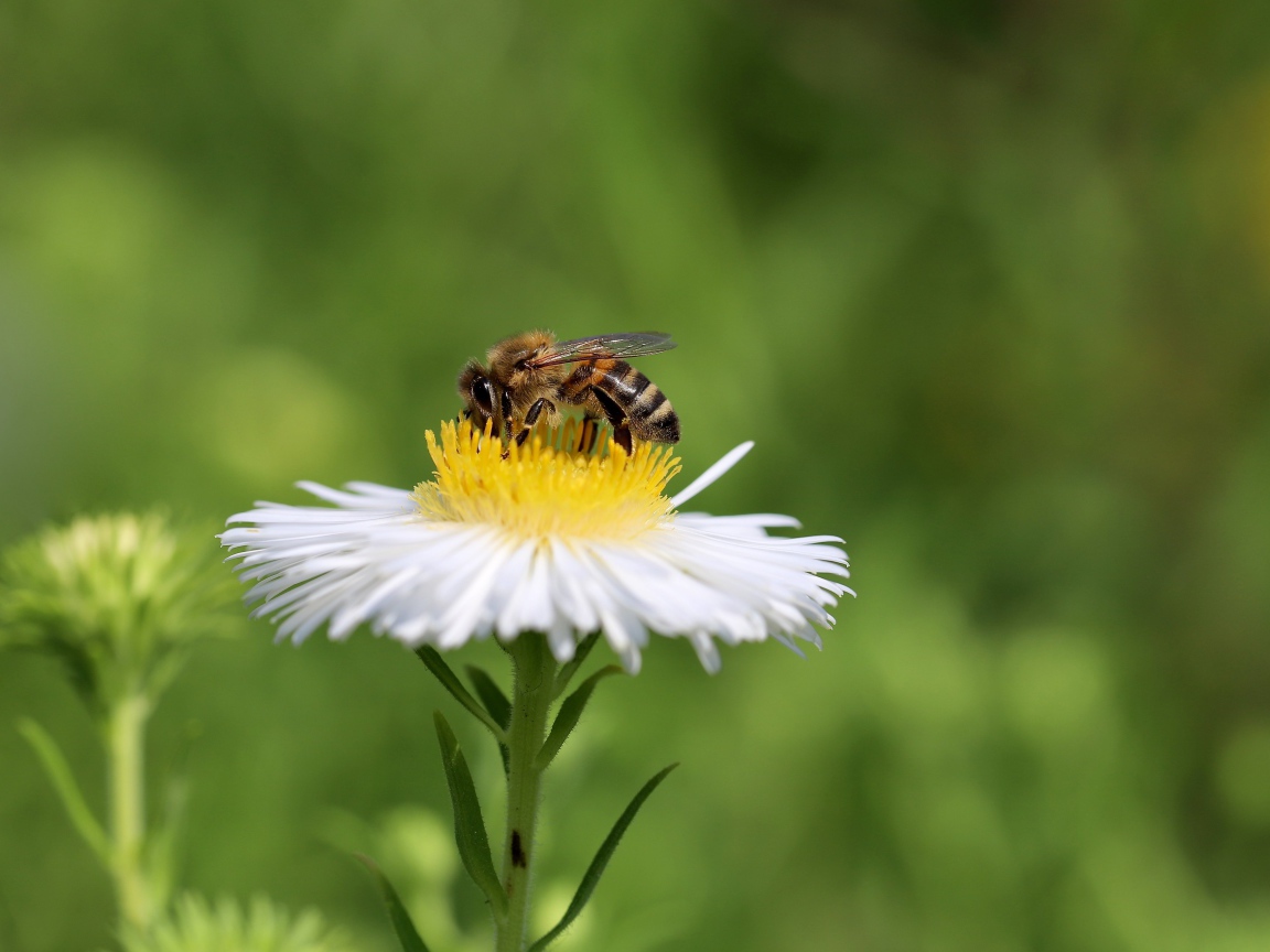 Маленькая пчела сидит на белом полевом цветке 