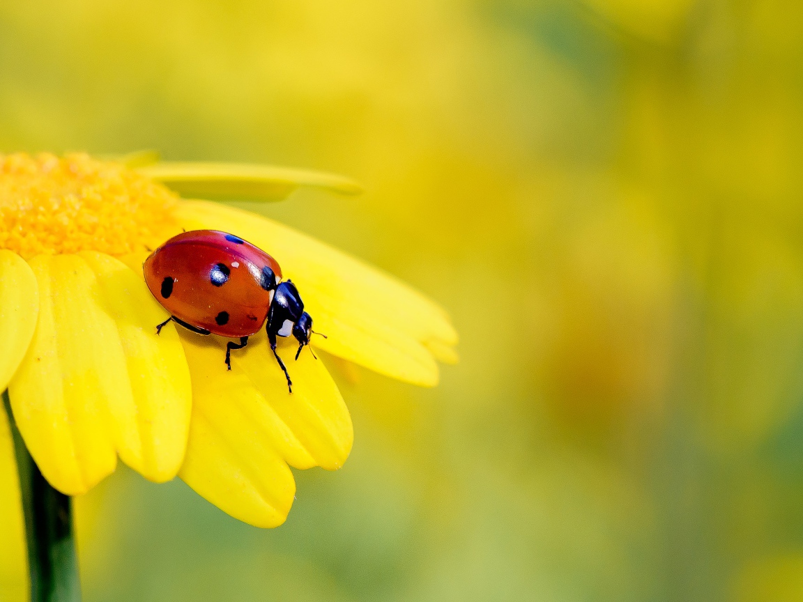Маленькая красная божья коровка на желтом цветке 
