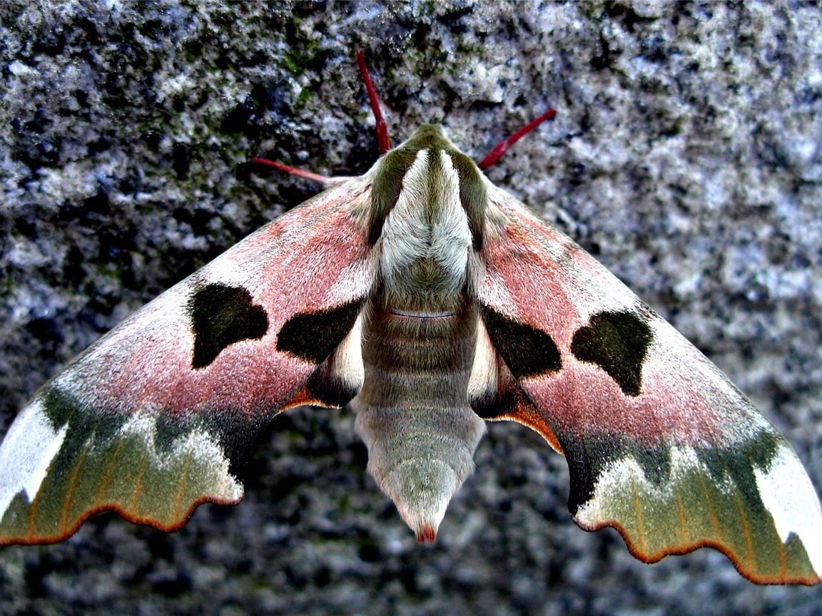 Бабочка сова крупным планом на камне