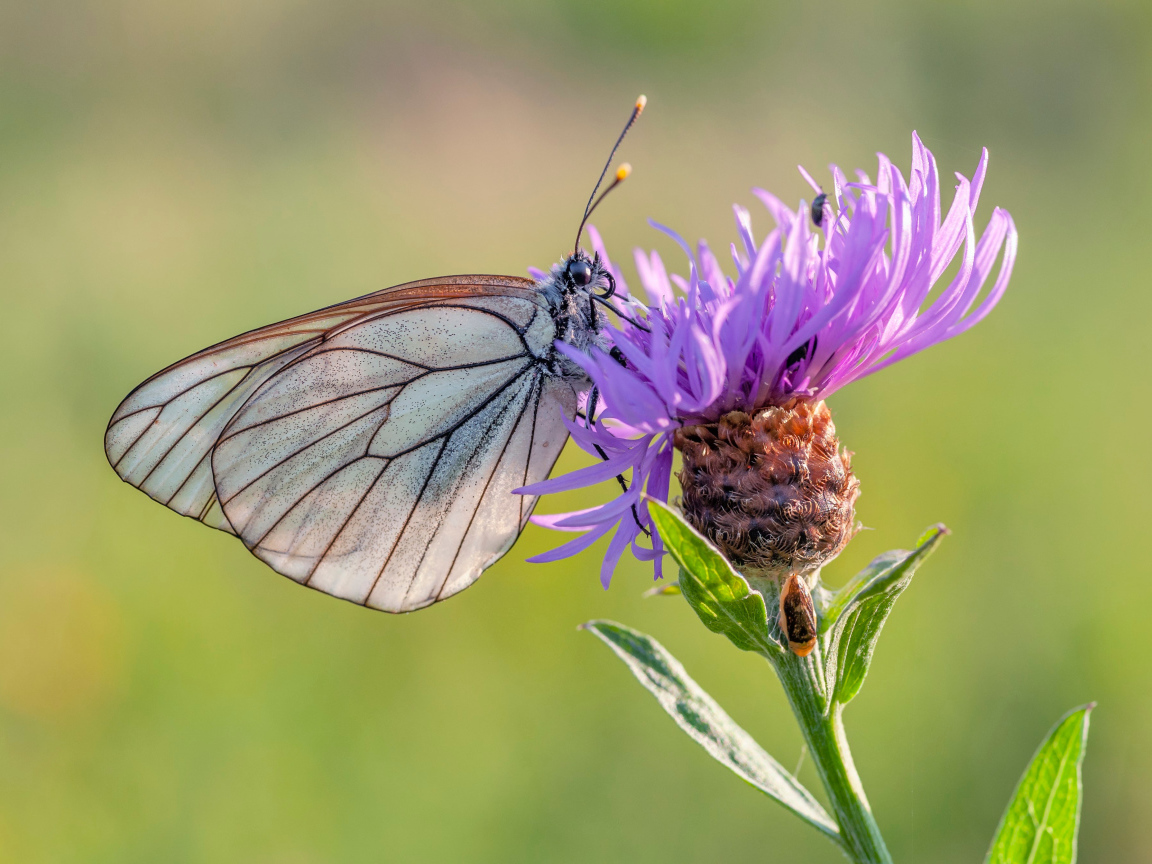 Маленькая голубая бабочка на сиреневом фоне