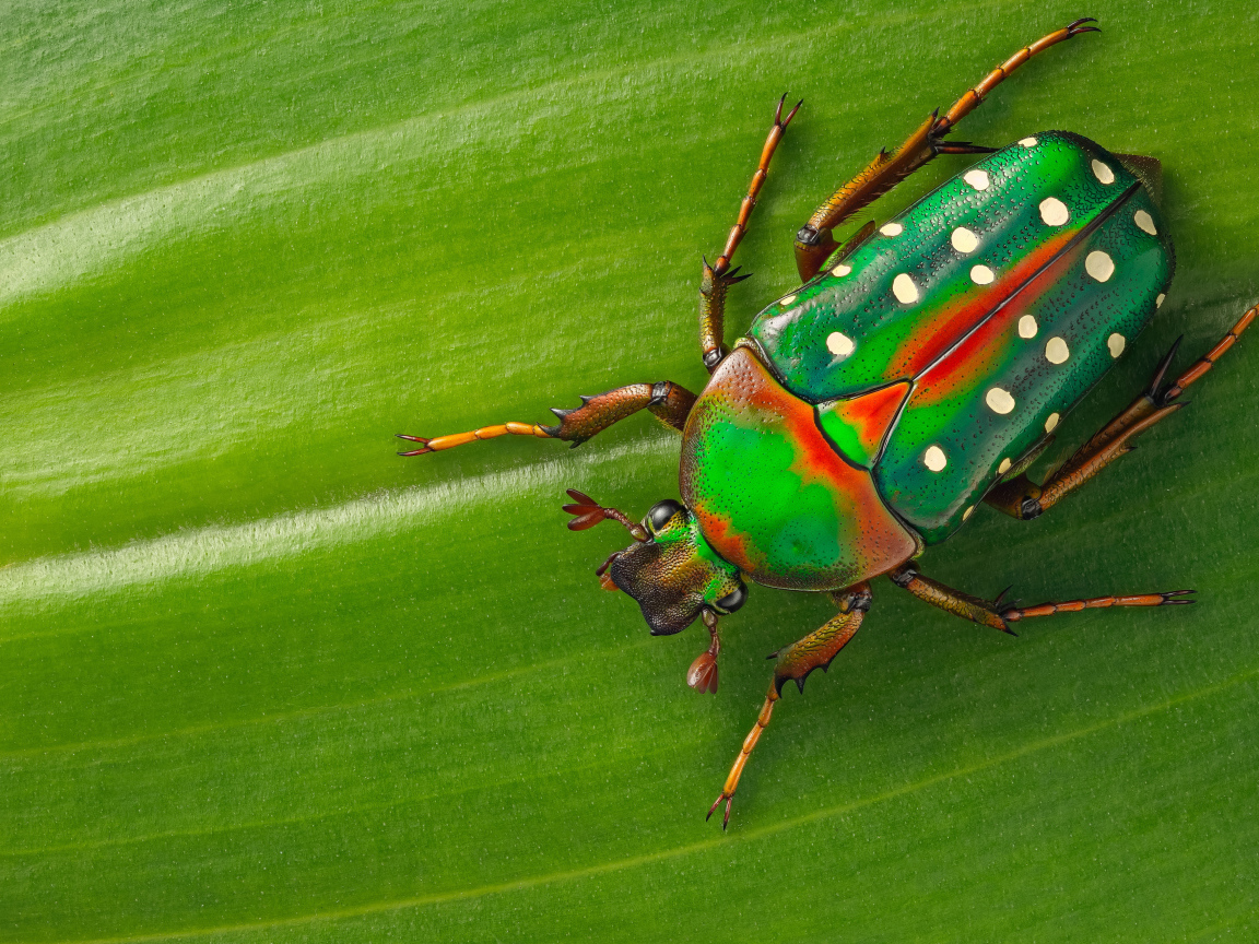 Жук Стефаноррина сидит на зеленом листе