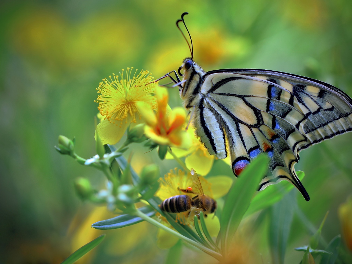 Бабочка махаон и пчела сидят на желтом цветке