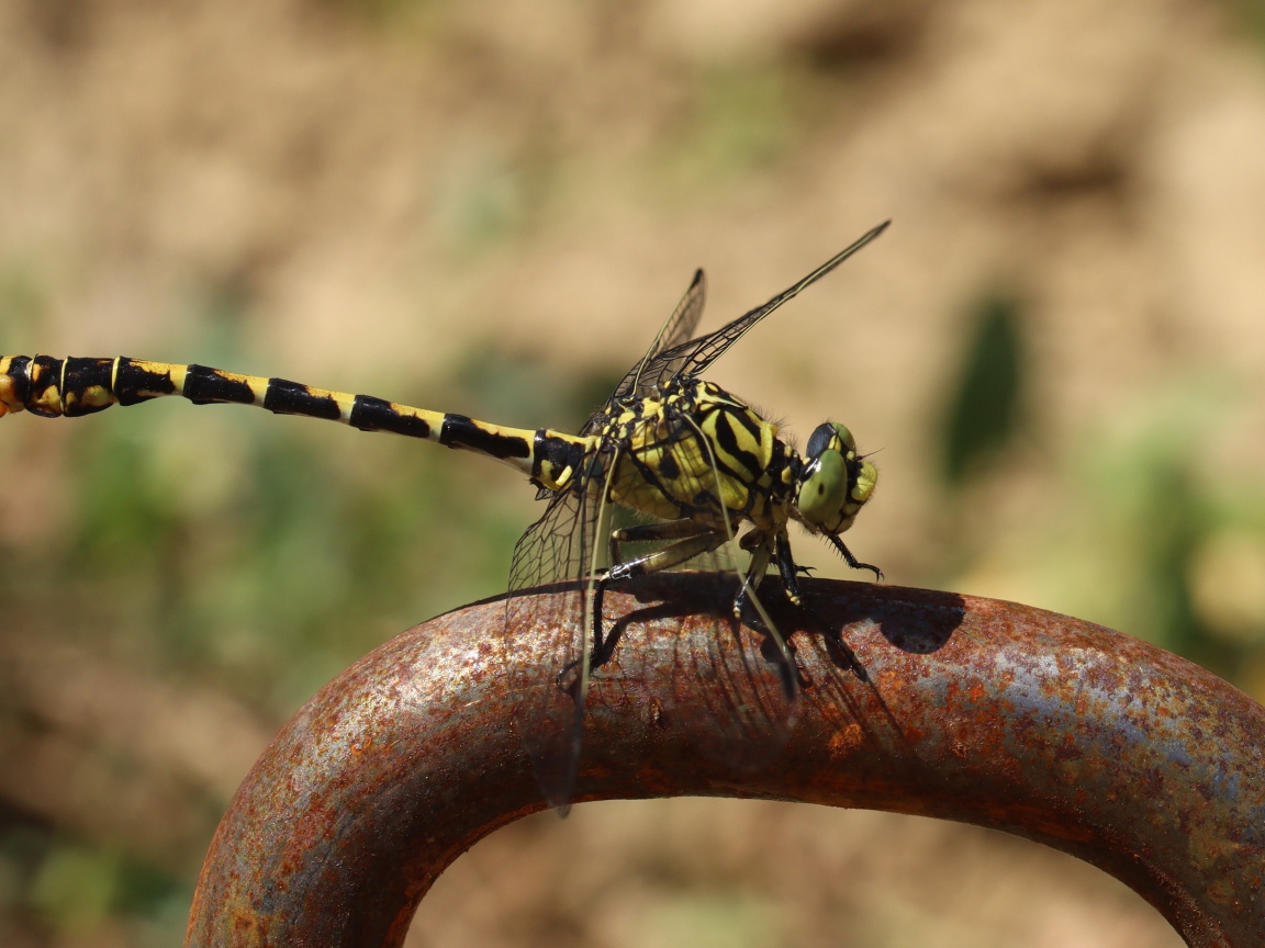 Желтая с черным стрекоза  на  железном поручне 