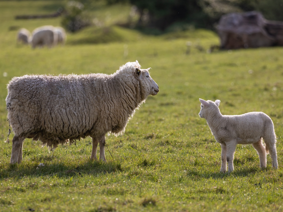 Большая пушистая овца с ягненком на поле 