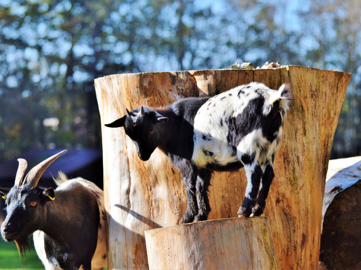 Коза с козленком у старого дерева