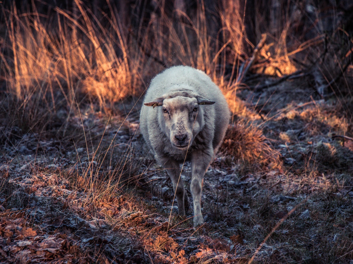 Овца гуляет по покрытой инеем траве 