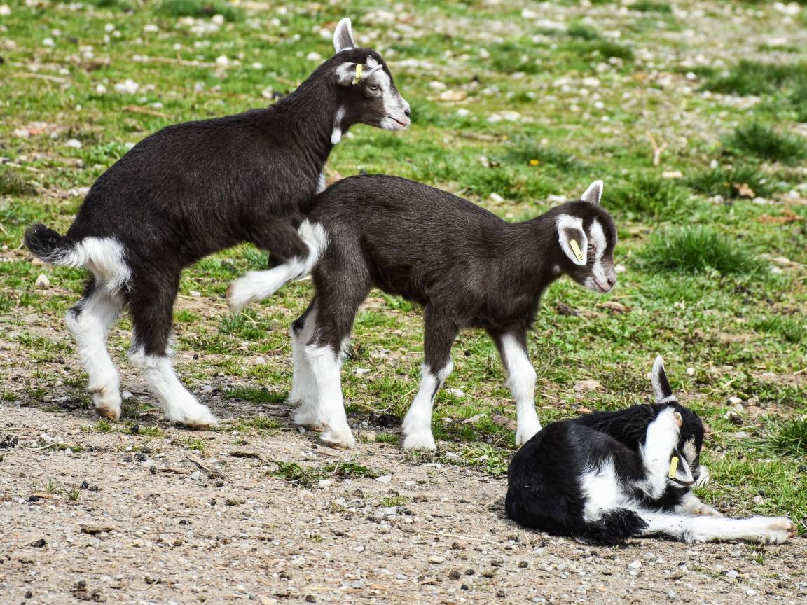 Три маленьких маленьких козленка на траве