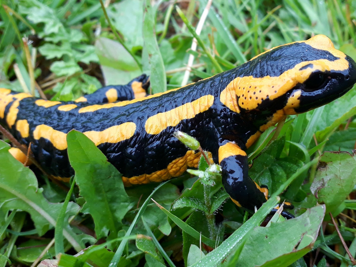 Beautiful salamander in green grass