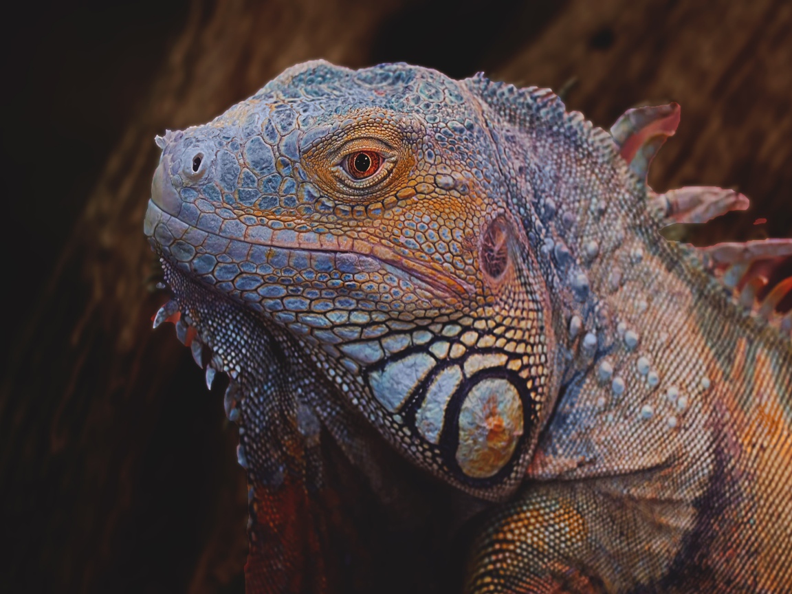 Большая голубая игуана крупным планом 