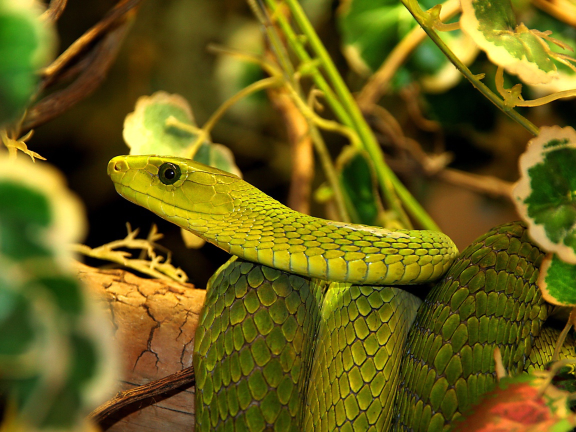 Большая зеленая змея в листьях 