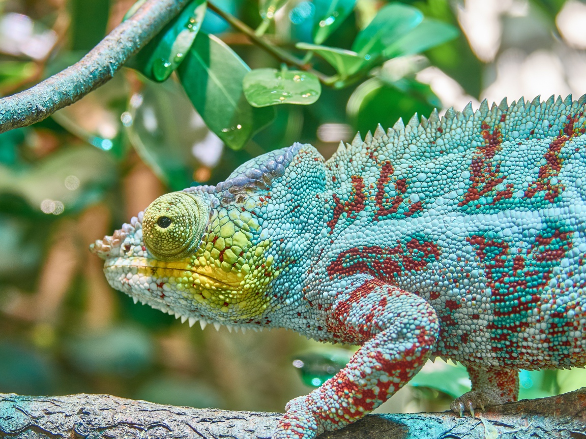 Голубая игуана сидит на ветке дерева