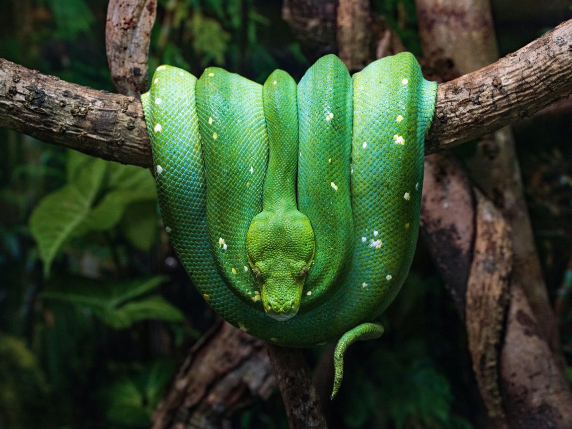 Зеленая змея висит на ветке дерева 