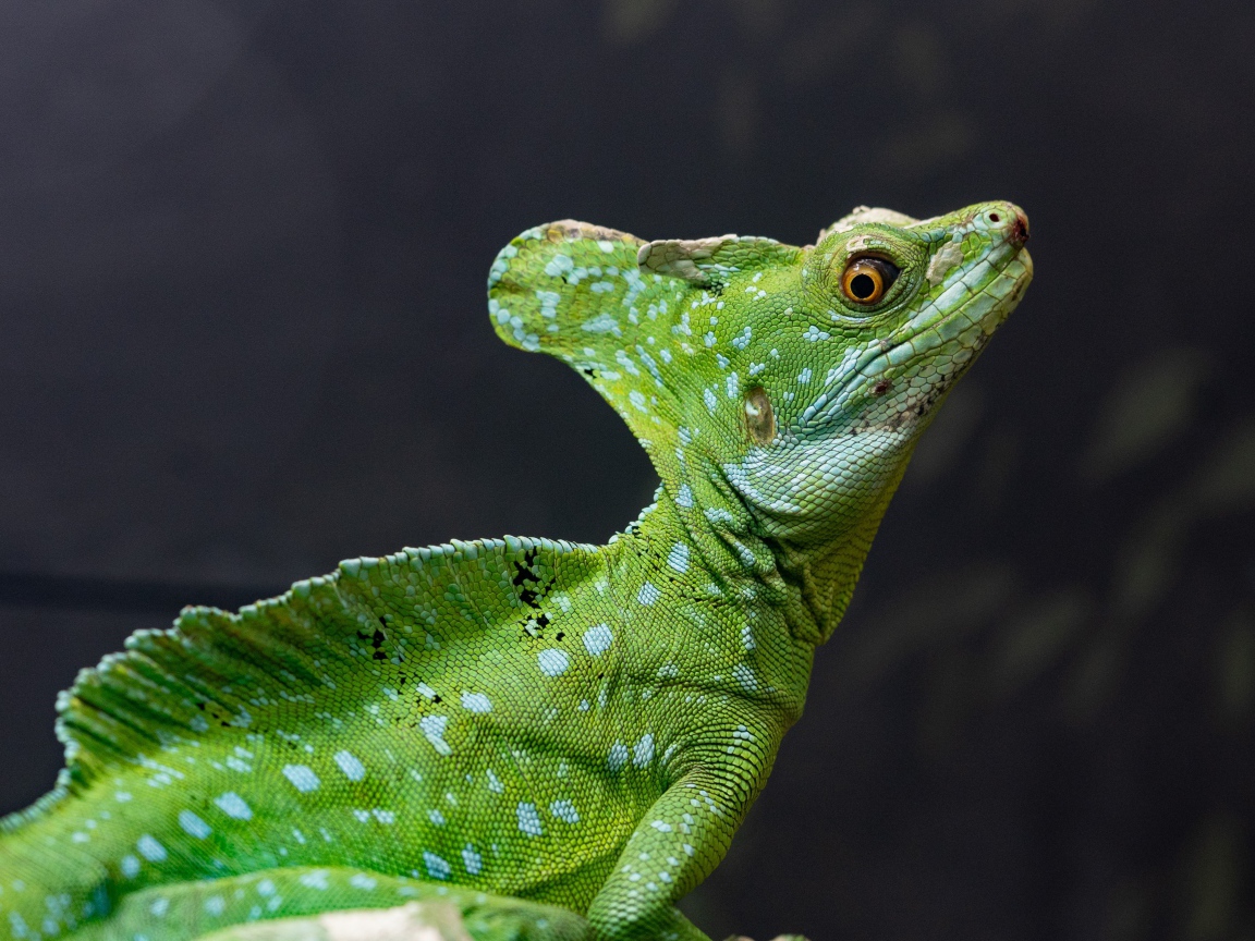 Большой зеленый василиск на сером фоне