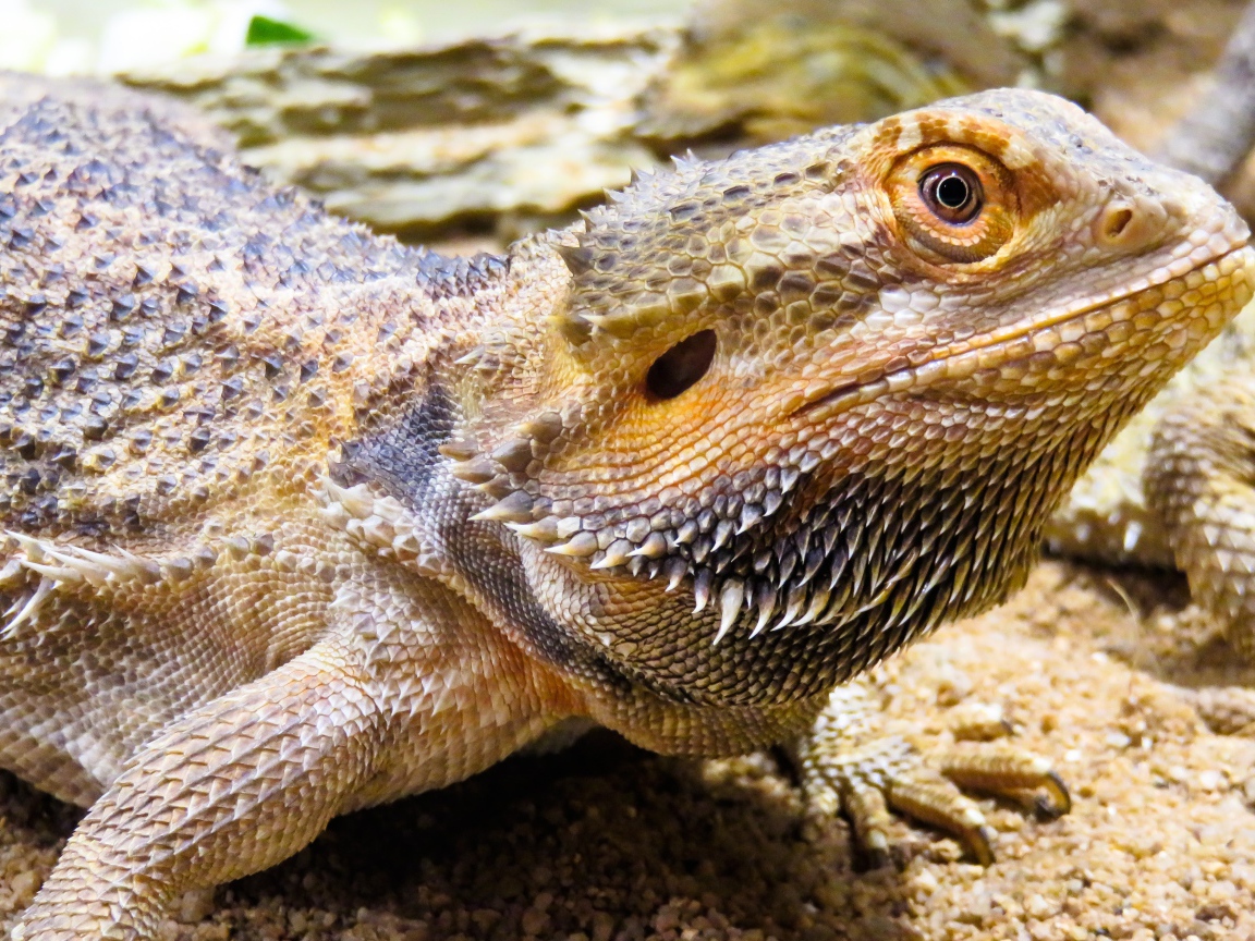 Большая колючая игуана крупным планом