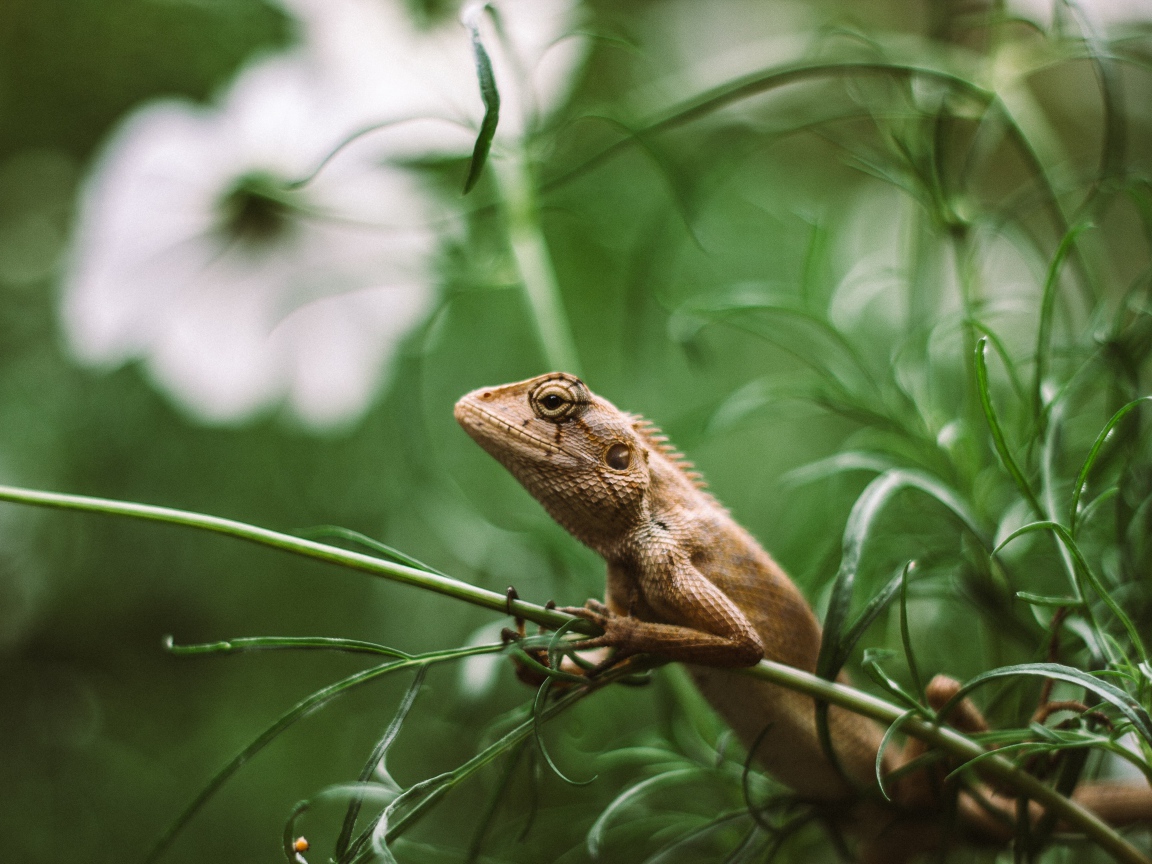 Маленькая игуана сидит на зеленой траве 