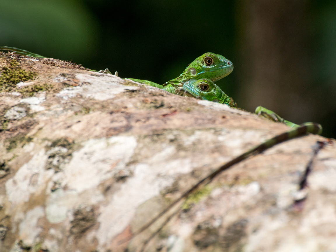 Две зеленых ящерицы на дереве