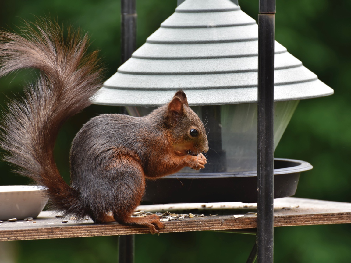 Большая рыжая белка грызет корм в кормушке 