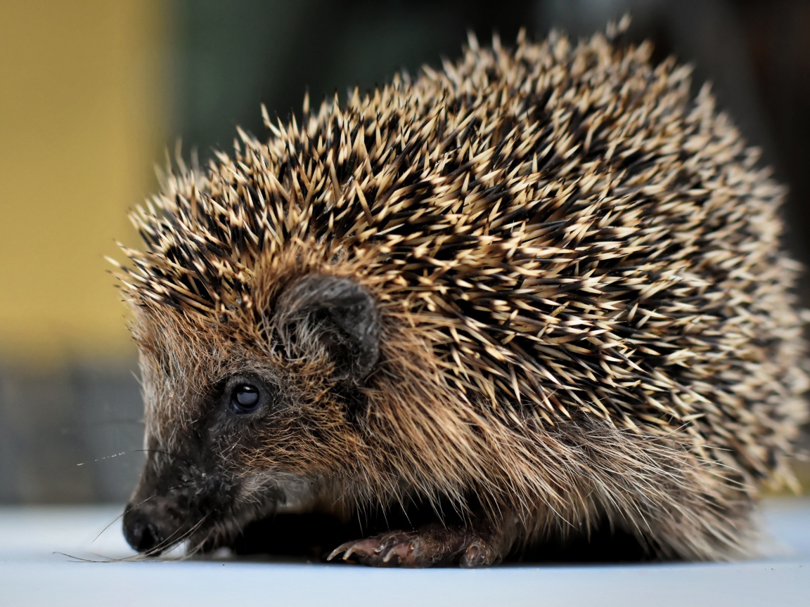 Большой старый колючий еж с длинными иголками