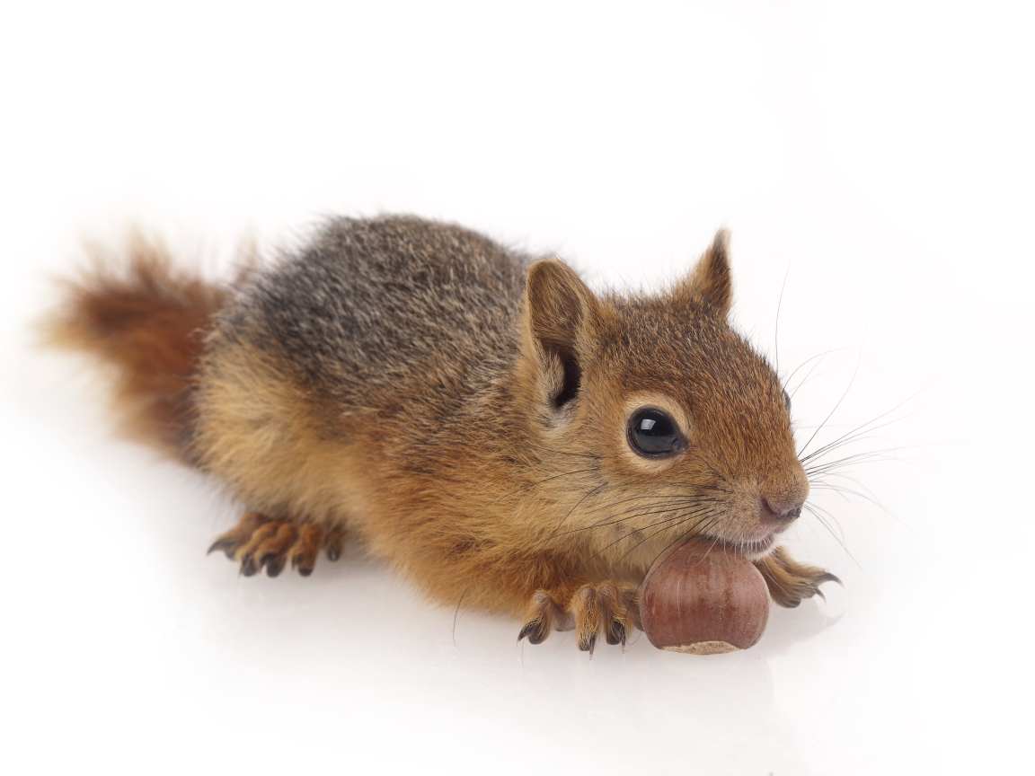 Маленькая рыжая белка с орехом на белом фоне