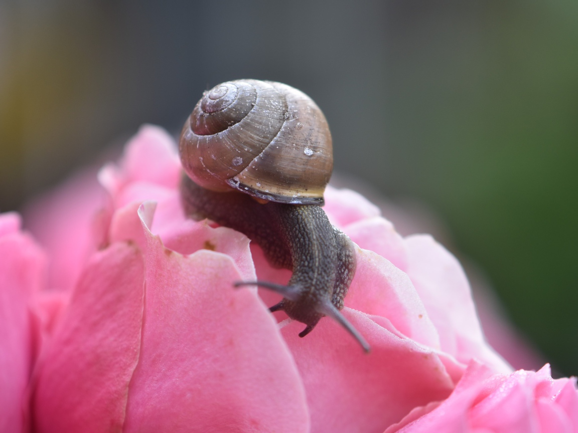 Большая улыбка сидит на розовом цветке розы