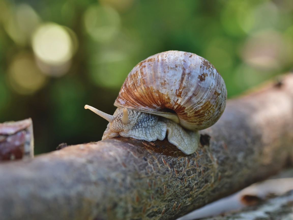 Большая улитка в ракушке на ветке дерева