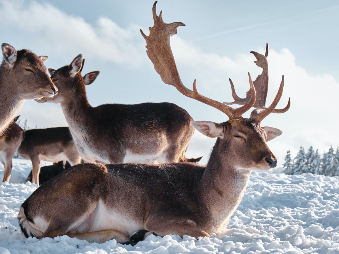 Стадо северных оленей в лучах солнца на снегу